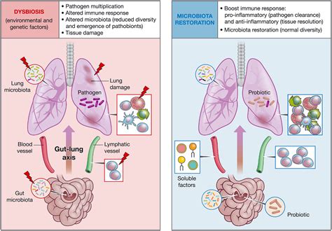 Transfer of environmental microbes to the skin and respiratory.
